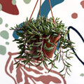 Senecio herreianus 'Purple Flush' - Purple String of Bananas - Sprouts of Bristol