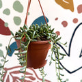 Senecio radicans - String of Bananas - Sprouts of Bristol