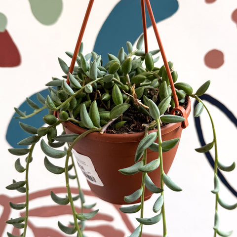 Senecio radicans - String of Bananas - Sprouts of Bristol