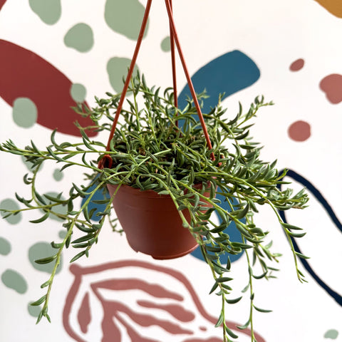 Senecio radicans - String of Fish Hooks - Sprouts of Bristol