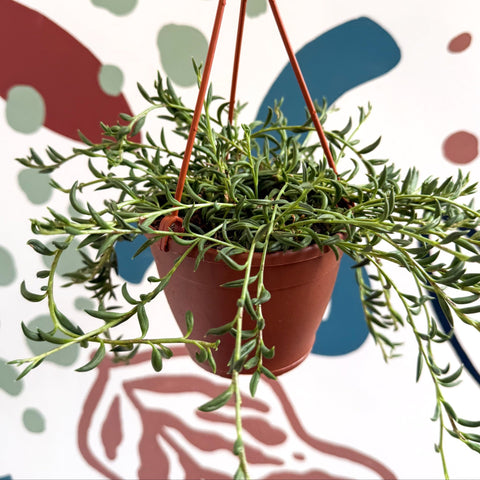 Senecio radicans - String of Fish Hooks - Sprouts of Bristol