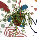 Senecio radicans - String of Fish Hooks - Sprouts of Bristol