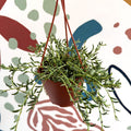 Senecio radicans - String of Fish Hooks - Sprouts of Bristol