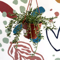 Senecio radicans - String of Fish Hooks - Sprouts of Bristol