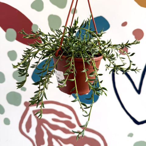 Senecio radicans - String of Fish Hooks - Sprouts of Bristol