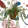 Senecio radicans - String of Fish Hooks - Sprouts of Bristol