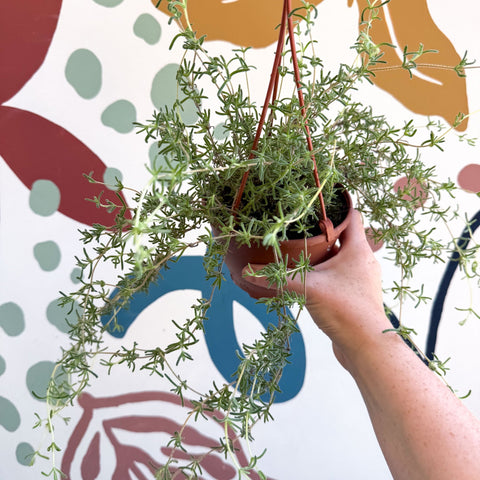 Senecio 'Twinkle Little Star' - String of Stars - Sprouts of Bristol