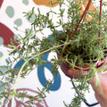 Senecio 'Twinkle Little Star' - String of Stars - Sprouts of Bristol