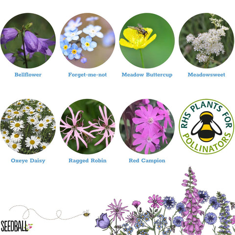 Shade Mix - Wildflower Grab Bag - Sprouts of Bristol
