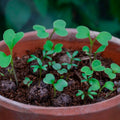 Shade Mix - Wildflower Grab Bag - Sprouts of Bristol