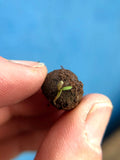 Shade Mix - Wildflower Grab Bag - Sprouts of Bristol