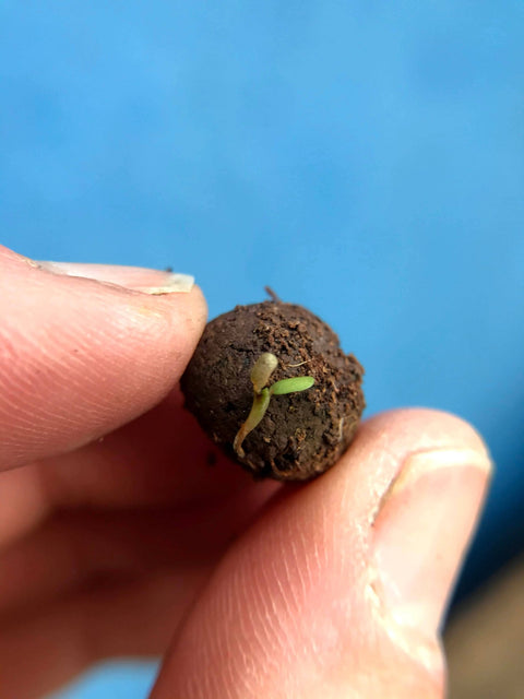 Shade Mix - Wildflower Grab Bag - Sprouts of Bristol