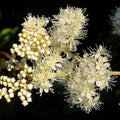 Shade Mix - Wildflower Grab Bag - Sprouts of Bristol