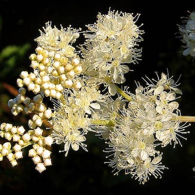 Shade Mix - Wildflower Grab Bag - Sprouts of Bristol