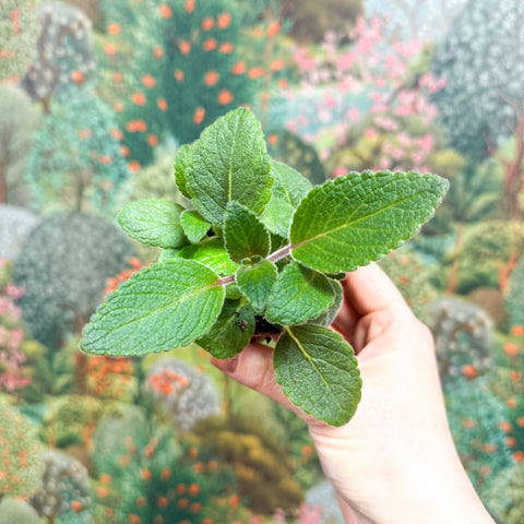 Sinningia nivalis - Welsh Grown - Sprouts of Bristol