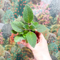Sinningia nivalis - Welsh Grown - Sprouts of Bristol