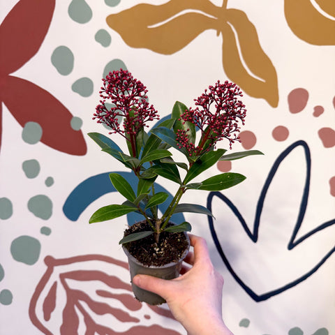 Skimmia japonica 'Rubella' - Japanese Skimmia - Sprouts of Bristol