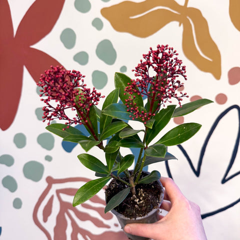 Skimmia japonica 'Rubella' - Japanese Skimmia - Sprouts of Bristol