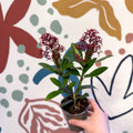 Skimmia japonica 'Rubella' - Japanese Skimmia - Sprouts of Bristol