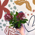 Skimmia japonica 'Rubella' - Japanese Skimmia - Sprouts of Bristol