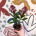 Skimmia japonica 'Rubella' - Japanese Skimmia - Sprouts of Bristol