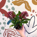 Skimmia japonica 'Rubella' - Japanese Skimmia - Sprouts of Bristol