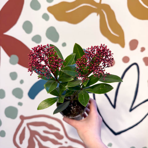 Skimmia japonica 'Rubella' - Japanese Skimmia - Sprouts of Bristol