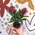 Skimmia japonica 'Rubella' - Japanese Skimmia - Sprouts of Bristol
