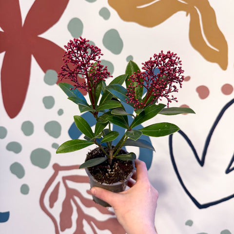 Skimmia japonica 'Rubella' - Japanese Skimmia - Sprouts of Bristol