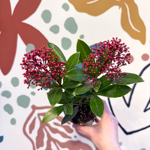 Skimmia japonica 'Rubella' - Japanese Skimmia - Sprouts of Bristol