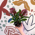 Skimmia japonica 'Rubella' - Japanese Skimmia - Sprouts of Bristol