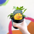 Sneezeweed - Helenium autumnale 'Helena Gold' UK Grown - Sprouts of Bristol