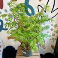 Sorbaria sorbifolia 'Sem' - False Spirea - Sprouts of Bristol
