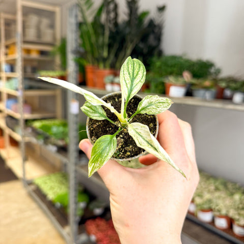 Spathiphyllum 'Sensation Variegated' - Variegated Peace Lily - Sprouts of Bristol
