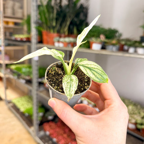 Spathiphyllum 'Sensation Variegated' - Variegated Peace Lily - Sprouts of Bristol