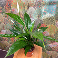 Spathiphyllum 'Sweet Benito' - Peace Lily - Sprouts of Bristol