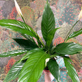 Spathiphyllum 'Sweet Benito' - Peace Lily - Sprouts of Bristol