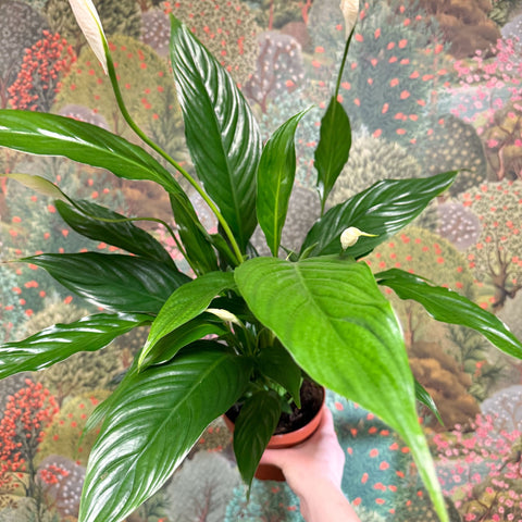 Spathiphyllum 'Sweet Benito' - Peace Lily - Sprouts of Bristol