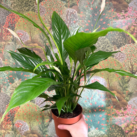 Spathiphyllum 'Sweet Benito' - Peace Lily - Sprouts of Bristol