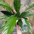 Spathiphyllum 'Sweet Benito' - Peace Lily - Sprouts of Bristol
