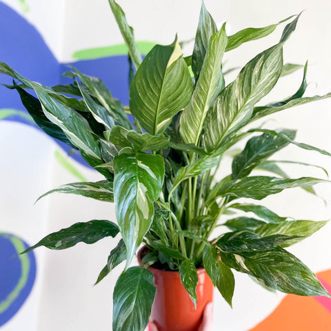 Spathiphyllum wallisii 'Diamond' - Variegated Peace Lily - Sprouts of Bristol