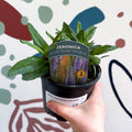 Speedwells - Veronica 'Moody Blues Sky Blue' UK Grown - Sprouts of Bristol