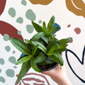 Speedwells - Veronica 'Moody Blues Sky Blue' UK Grown - Sprouts of Bristol