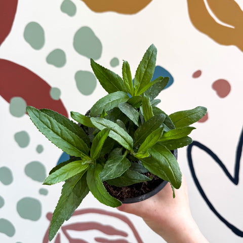 Speedwells - Veronica 'Moody Blues Sky Blue' UK Grown - Sprouts of Bristol