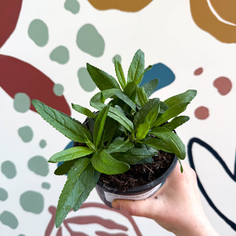 Speedwells - Veronica 'Moody Blues Sky Blue' UK Grown - Sprouts of Bristol