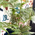 Sphaeropteris cooperi - Lacy Tree Fern - Sprouts of Bristol