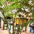 Sphaeropteris cooperi - Lacy Tree Fern - Sprouts of Bristol