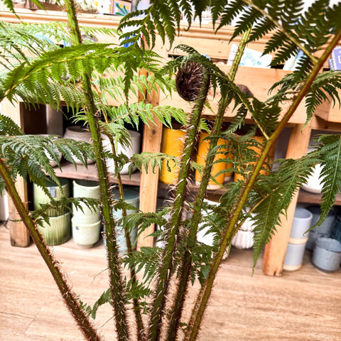 Sphaeropteris cooperi - Lacy Tree Fern - Sprouts of Bristol