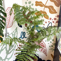 Sphaeropteris cooperi - Lacy Tree Fern - Sprouts of Bristol