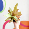 Spider Lily - Tradescantia spathacea 'Sitara’ - Welsh Grown - Sprouts of Bristol